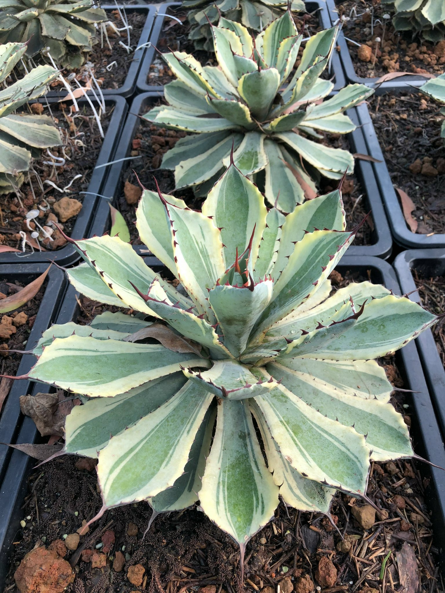 Xương rồng agave