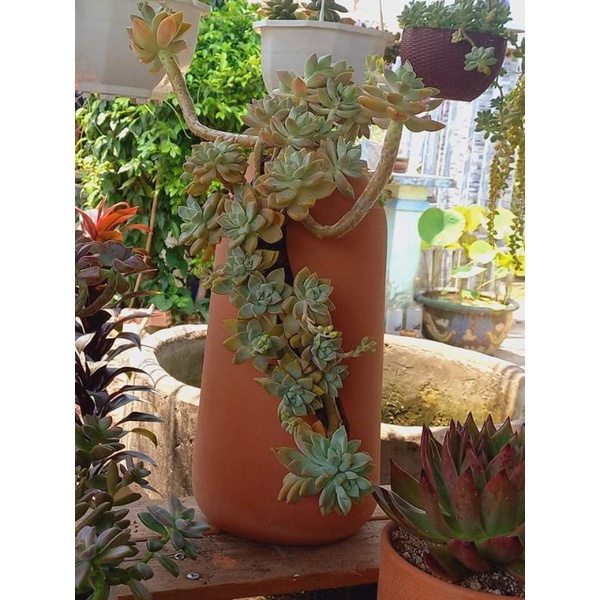 Chậu đất nung Bình Dương xẻ thân miệng 9.5 x cao 36cm
