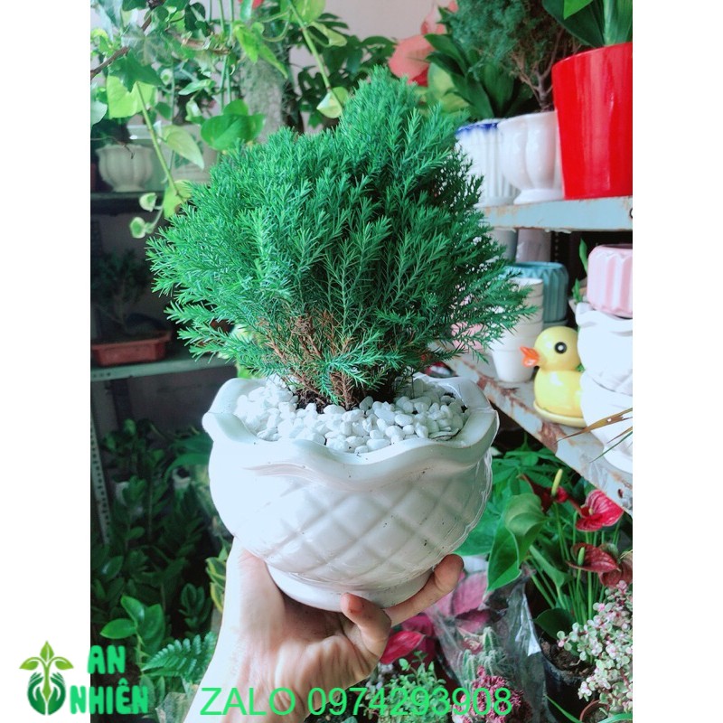 Chậu Tùng Bồng Lai