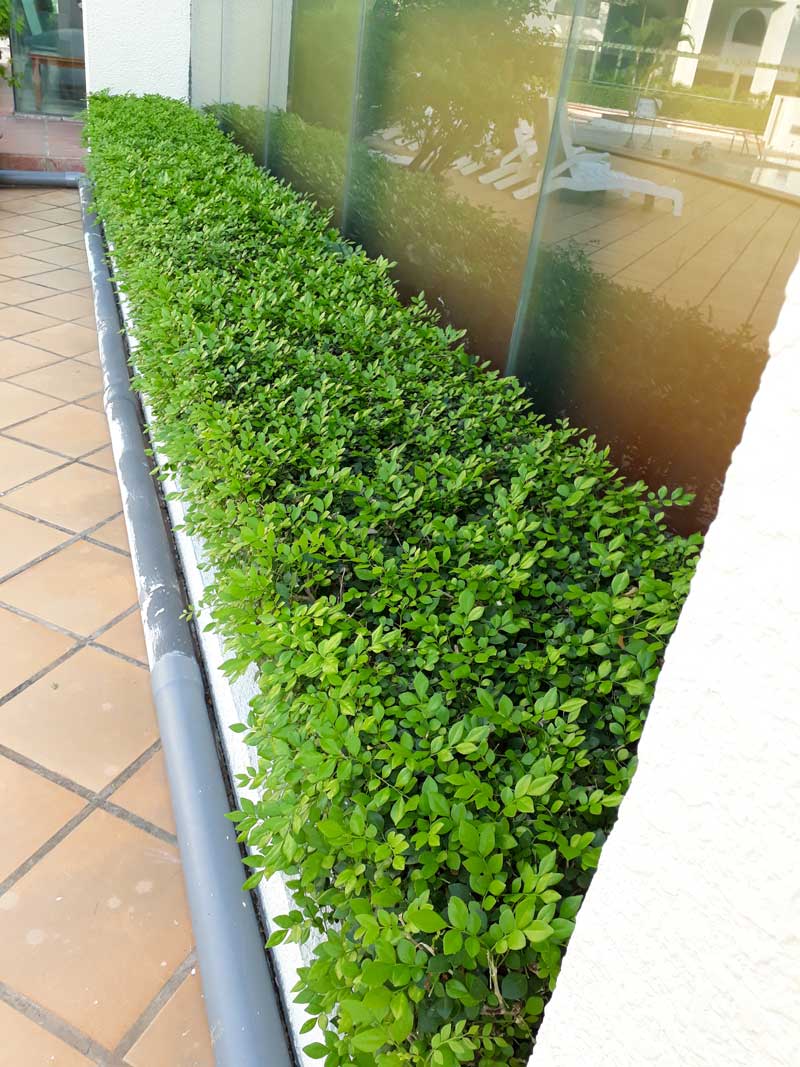 cây giống nghuyệt quế trắng thái