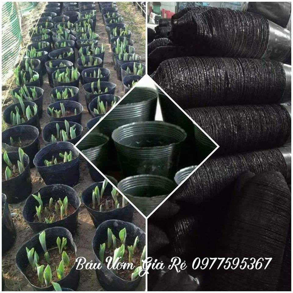 Bầu ươm cây 26x21 1kg 60 cái