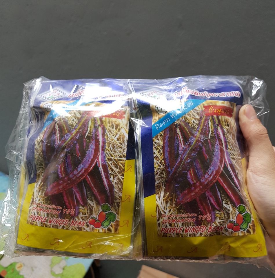 Hạt giống đậu rồng tím Thái Lan CT159 - Gói 5gram