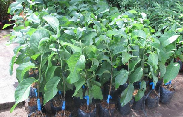 CÂY GIỐNG MÃNG CẦU NA ĐÀI LOAN. [ HƯƠNG VỊ SẦU RIÊNG, trái siêu to khổng lồ ].