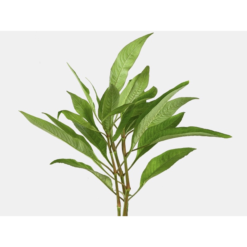 Hygrophila stricta var - cây đại liễu lùn - cây thuỷ sinh