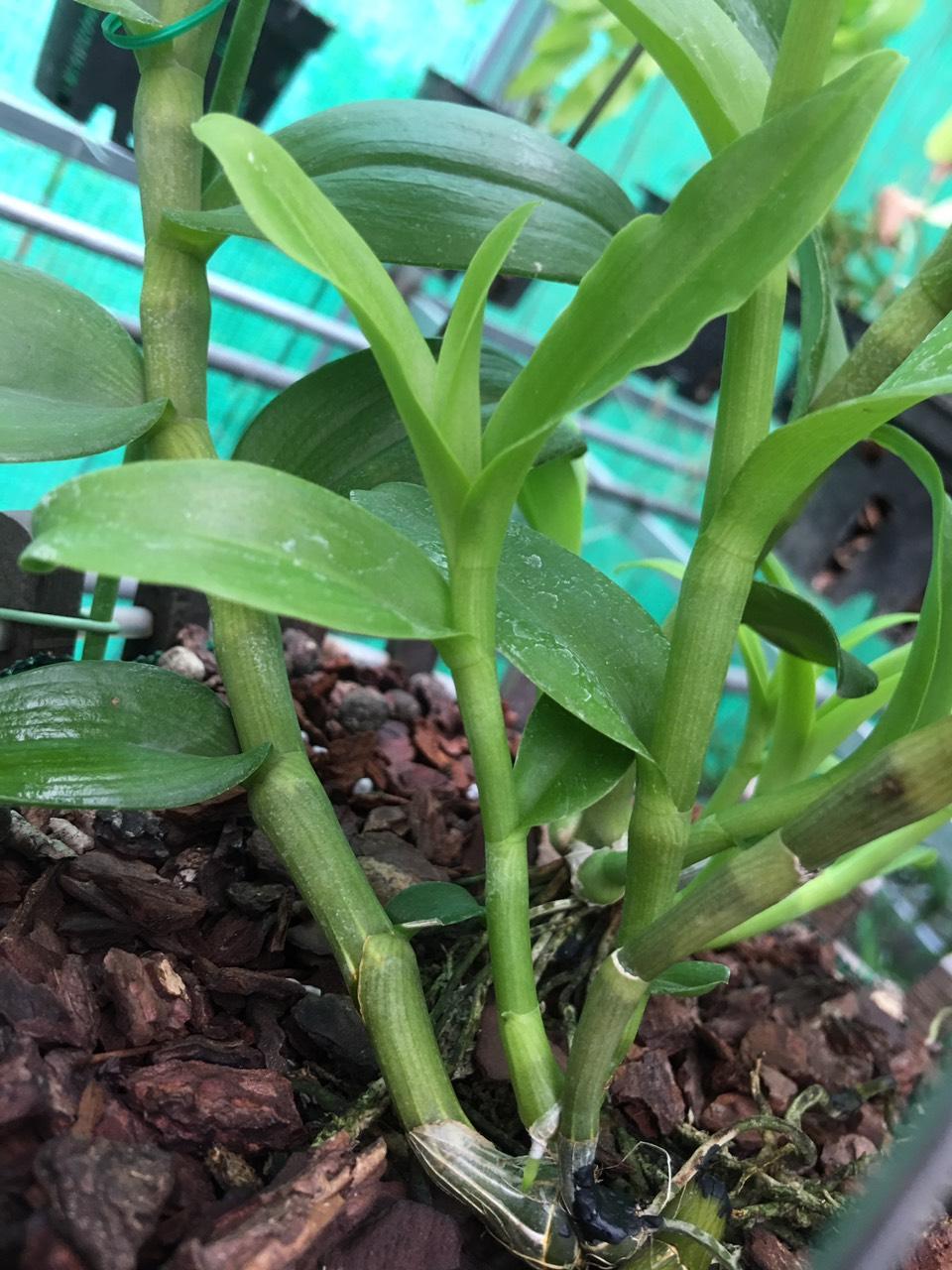 1kg Vỏ thông đỏ trồng lan size 3-5cm [đã qua xử lý]