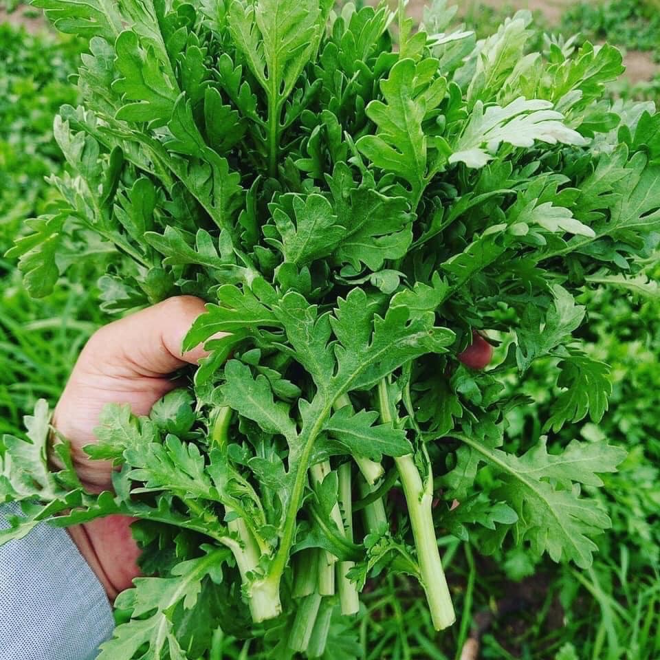 10gr hạt giống tần ô lá tẻ no2