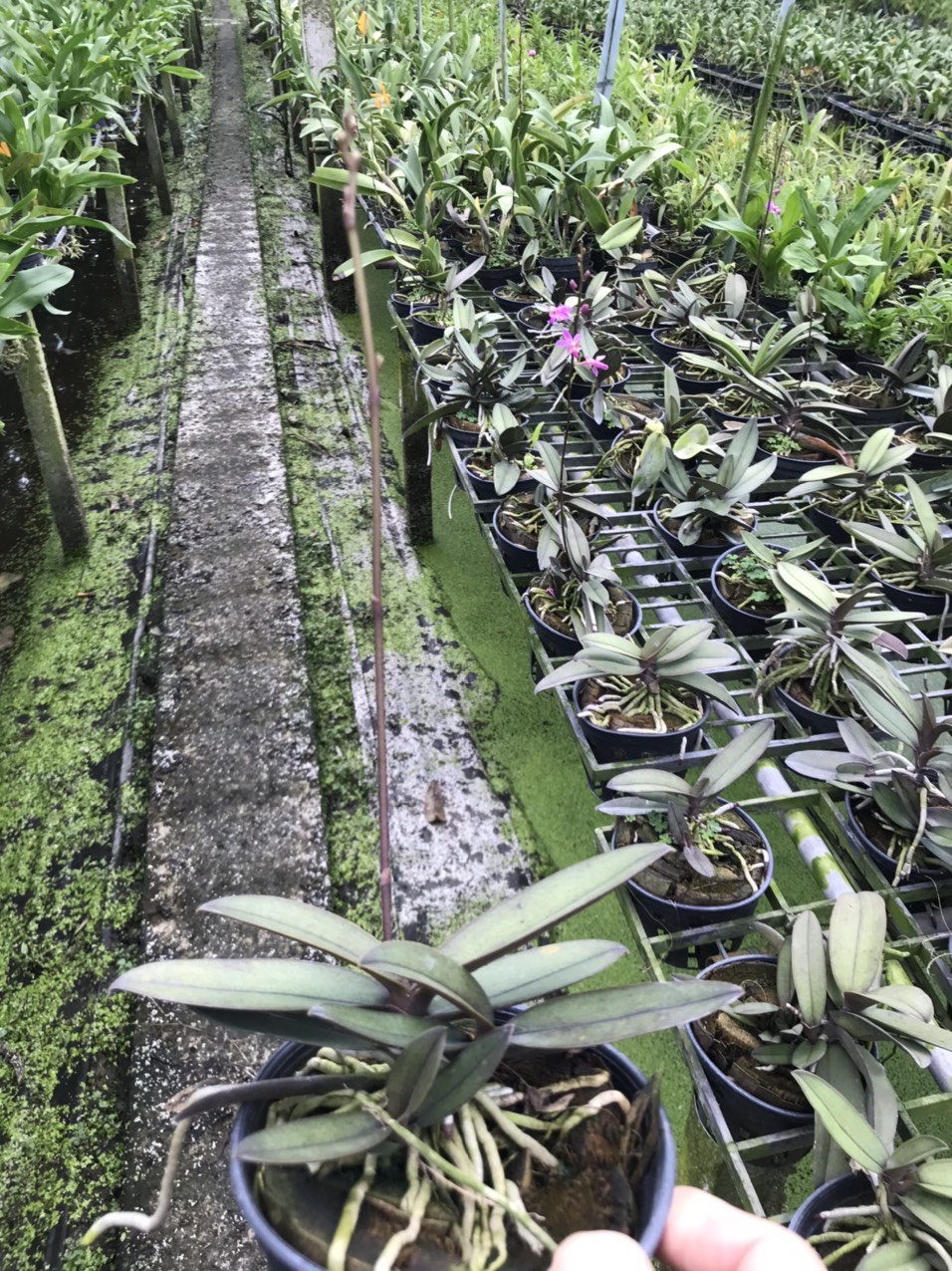 Hồ điệp doritan màu tím