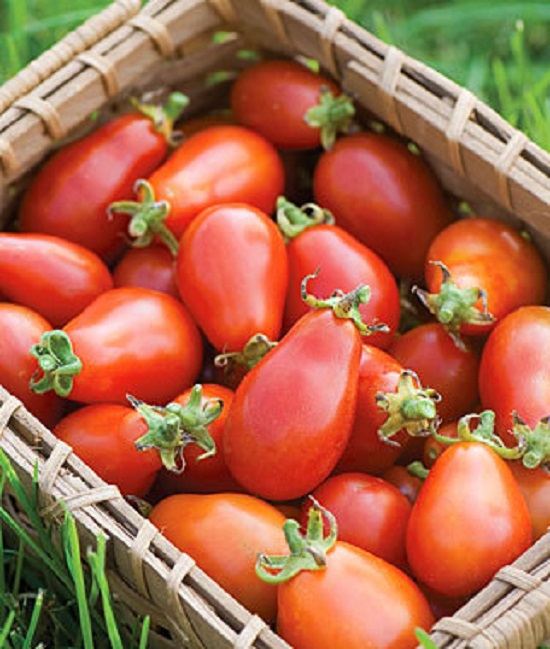 Hạt giống cà chua bi lê đỏ/ vàng 20 hạt