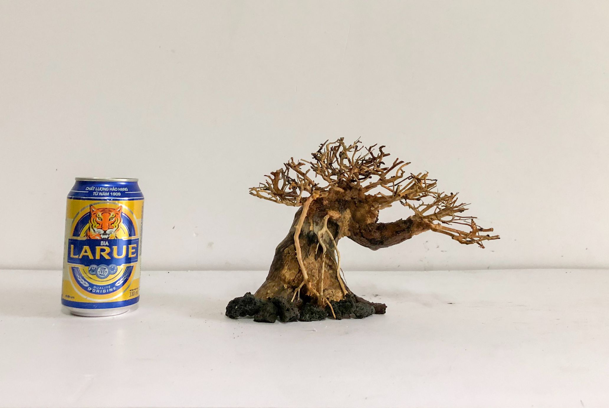 LŨA THUỶ SINH - Dáng Bonsai - Linh sam ghép tán xương