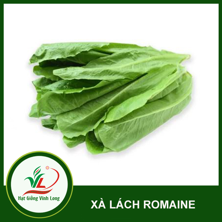 Hạt giống Xà lách Romaine - 2g