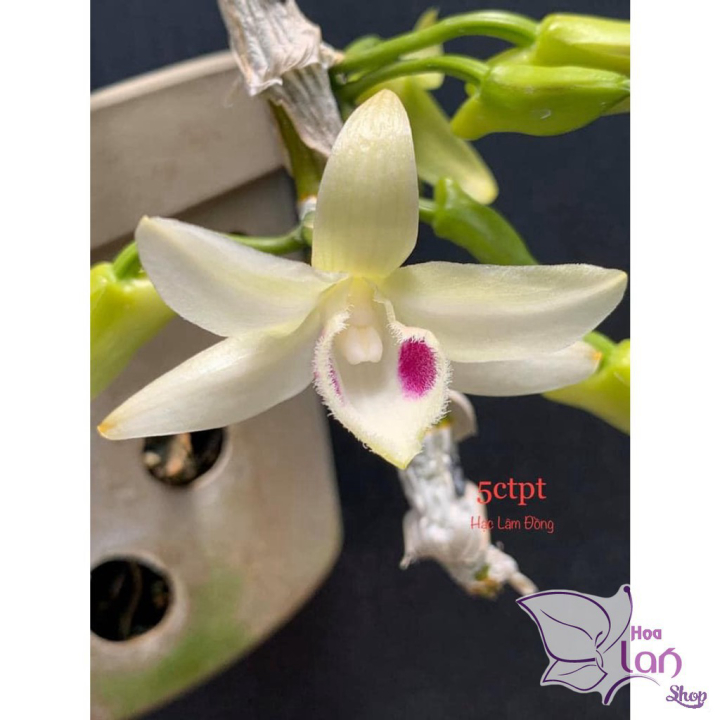 Lan Phi Điệp *Mua 3 Tặng 1* 5ct Phú Thọ  [ Cây Giống ]