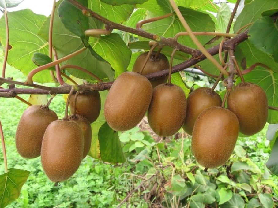 10 Hạt giống Kiwi - Giống sai quả