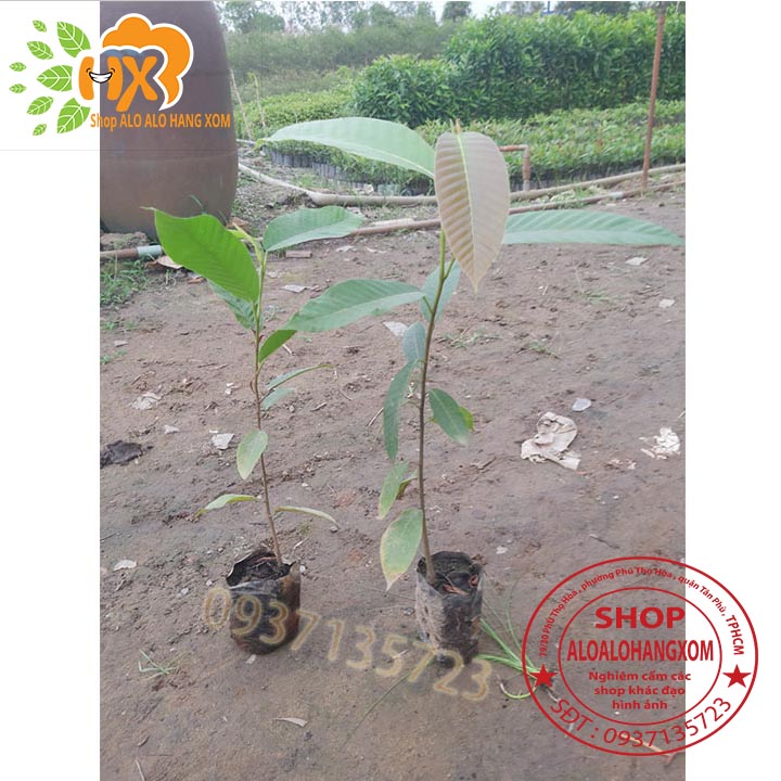 [HCM]COMBO 5 CÂY DẦU -CÂY GIỐNG
