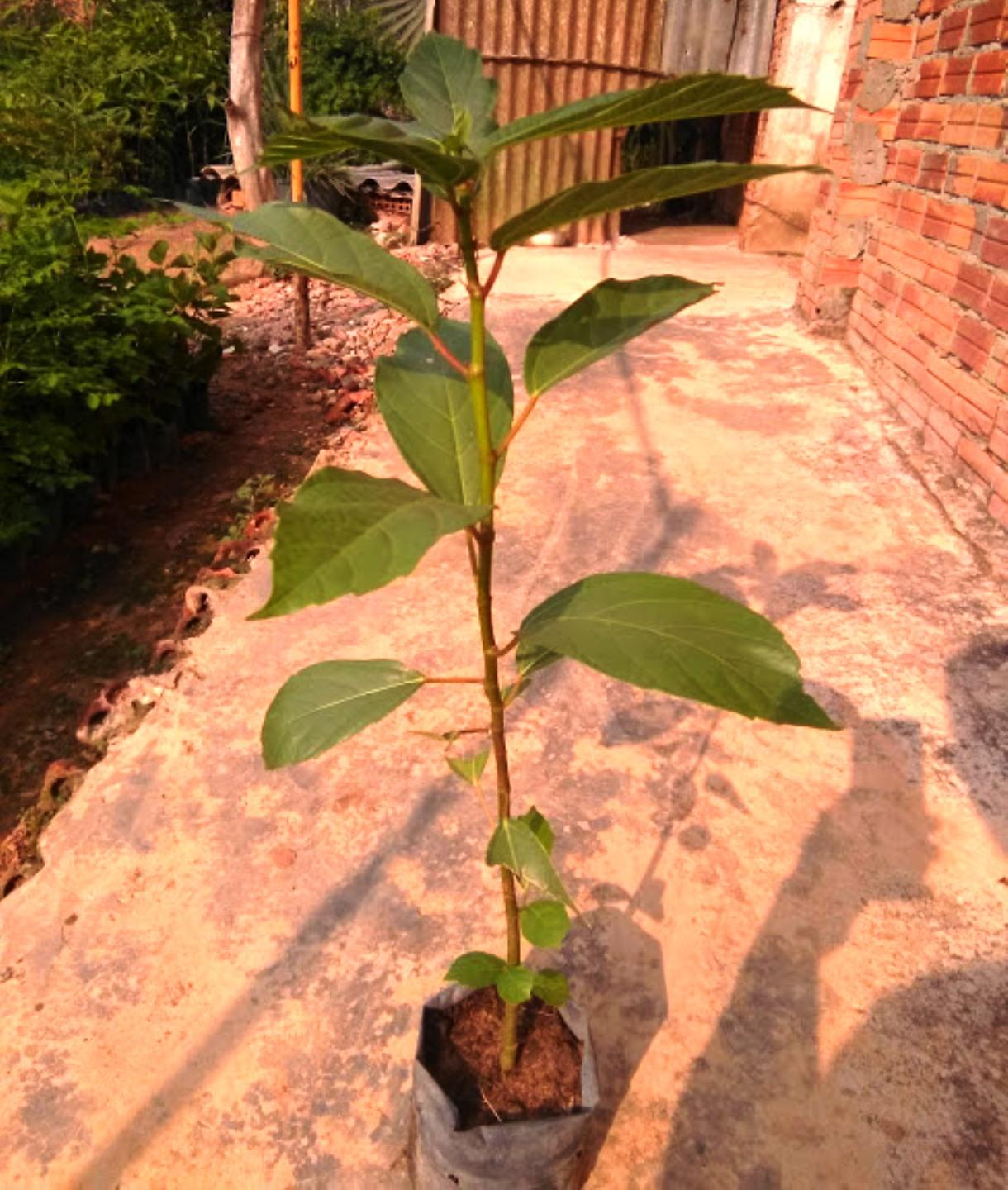 Cây sung, chiều cao 40-50cm