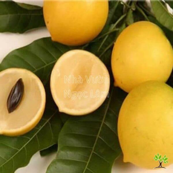 Vú Sữa Hoàng Kim, cây ghép 70-90cm