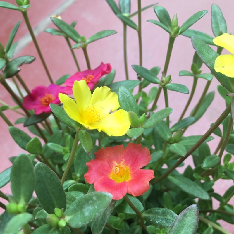 Hoa Sam Mix nhiều màu,cây xum,nhiều nụ (HÀNG NHƯ HÌNH CÓ NỤ HOA)