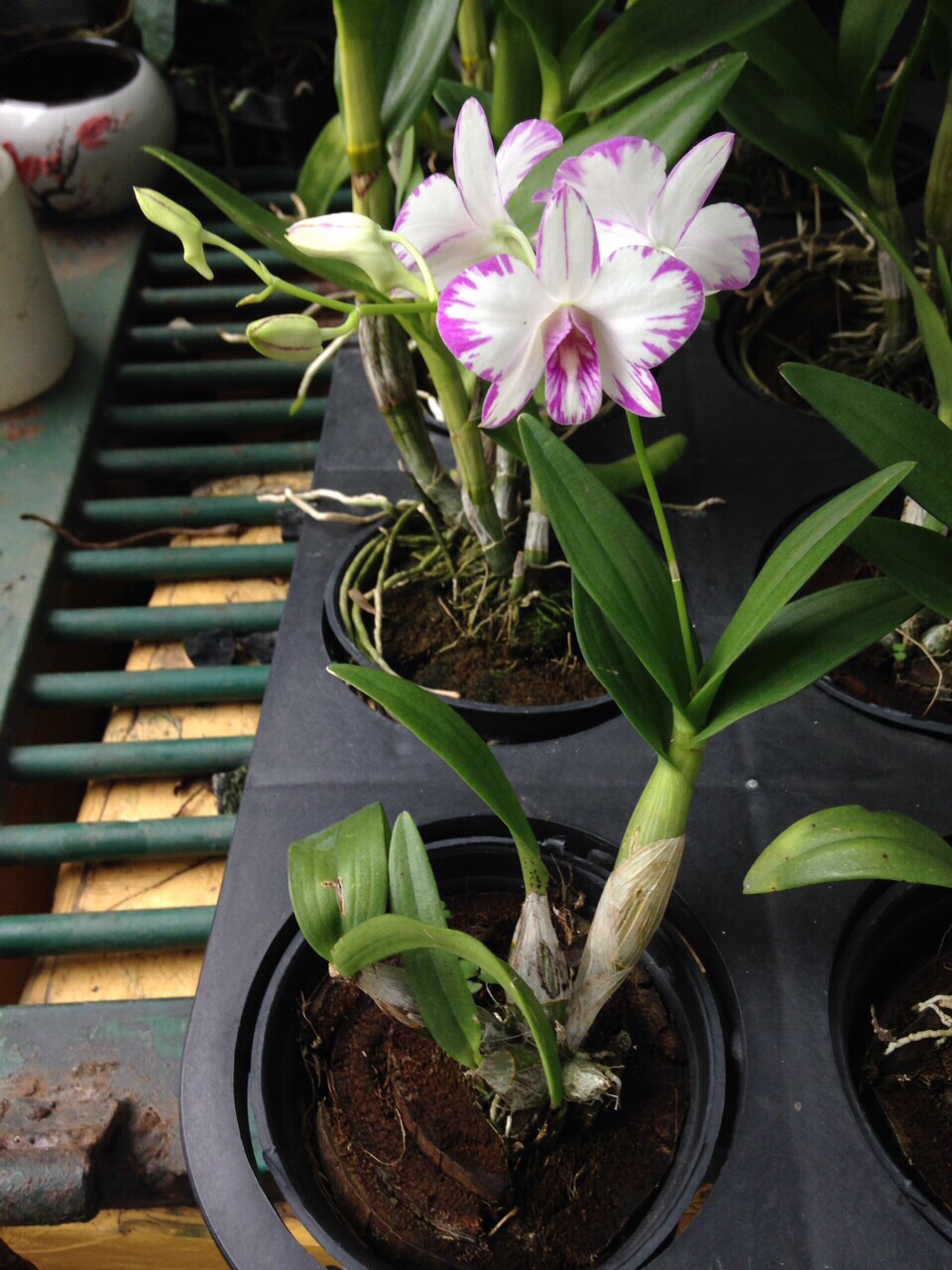 Chậu cây lan Dendro chớp Enobi - chớp sữa