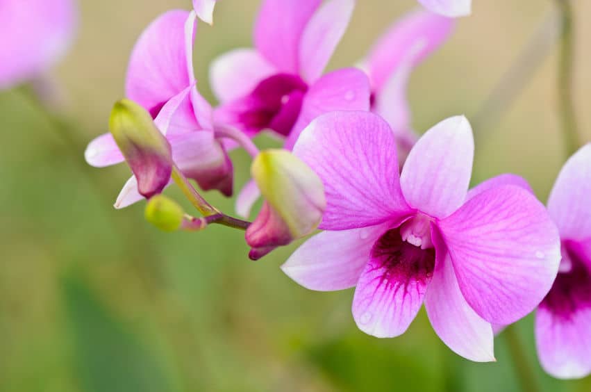 hoa lan hồ điệp có sãn ngồng hoa