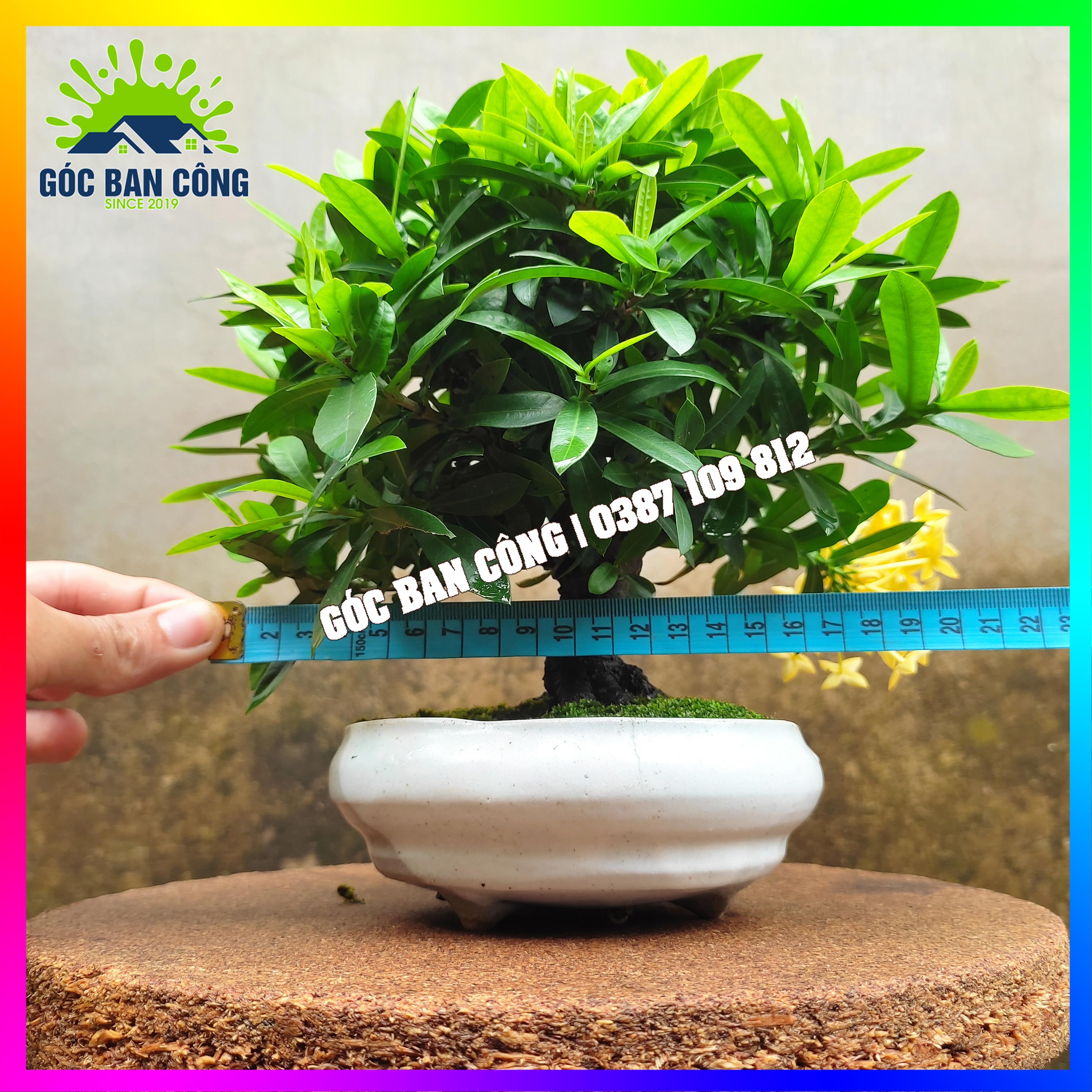 Cây Mẫu Đơn Trang Vàng Bonsai Mini