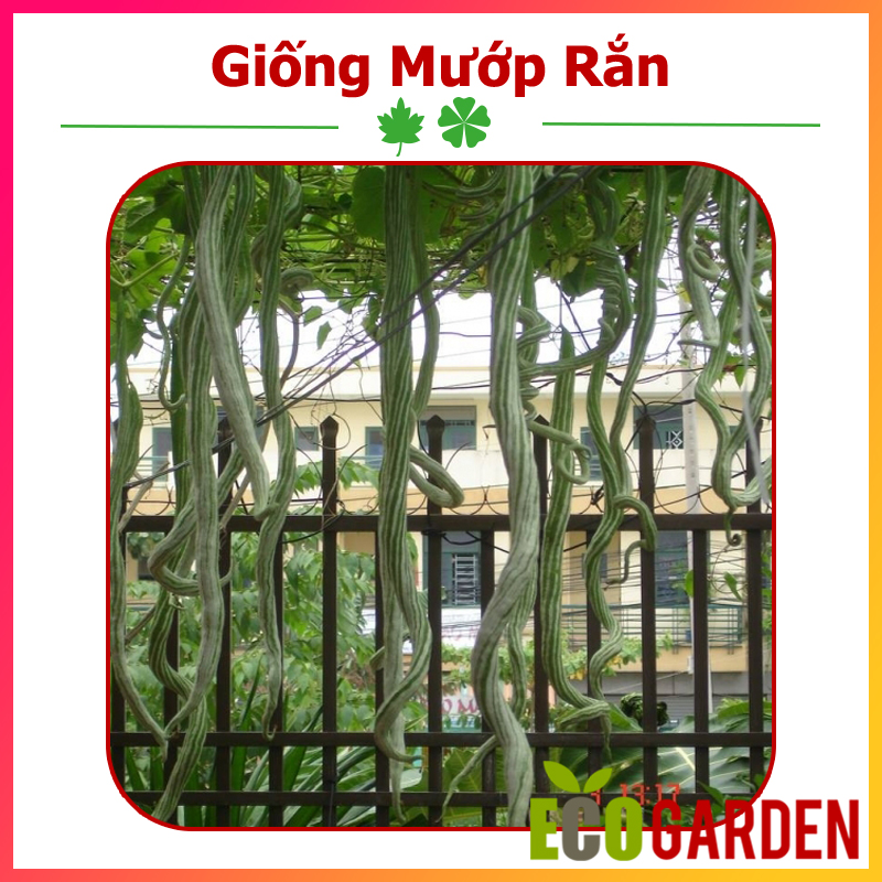 Hạt giống mướp rắn trái dài
