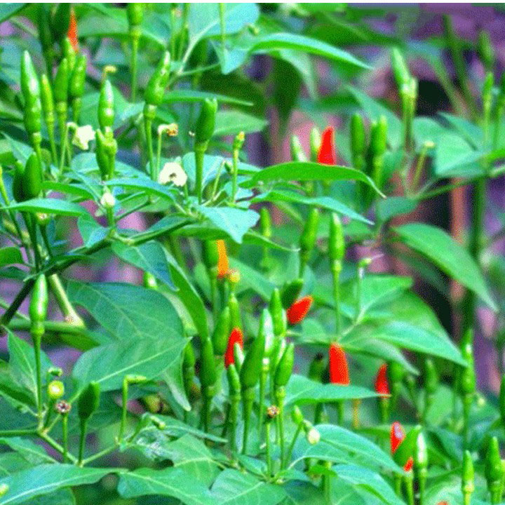 Hạt giống ớt xiêm mùi cay thơm nồng VTS73 | Vạn Tín Store