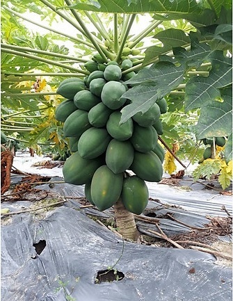 Cây Giống Đu Đủ Lùn