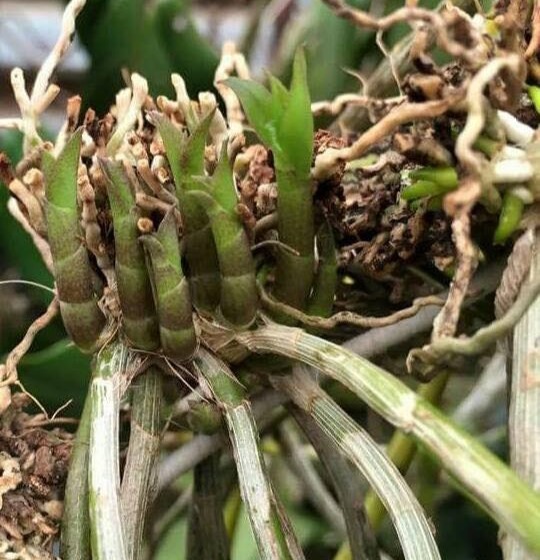 [Combo] Keo liền da Mỹ Tiến và Keiki Duy Đỏ [sieutietkiem]