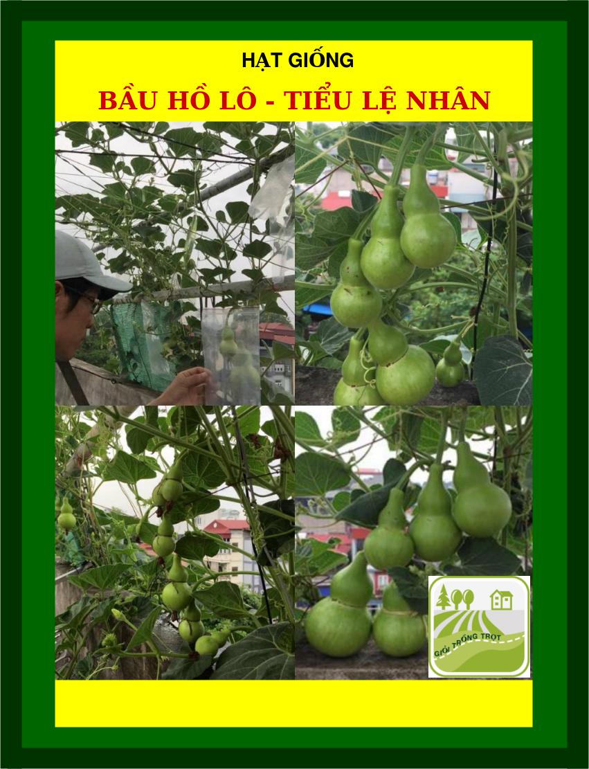 10H - Hạt Giống Bầu Hồ Lô - Tiểu Lệ Nhân