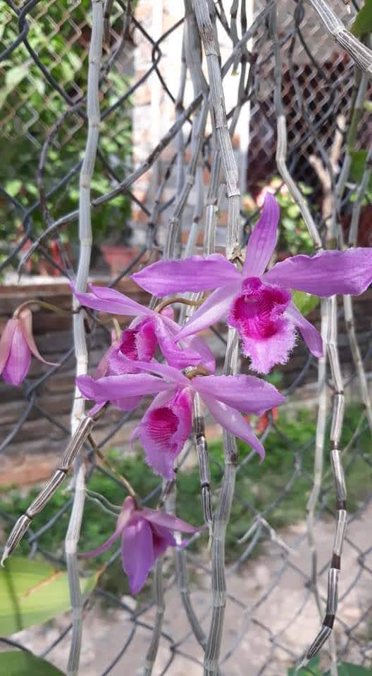 Kie năm 2 giả hạc hoa hồng đỏ (Redrose).