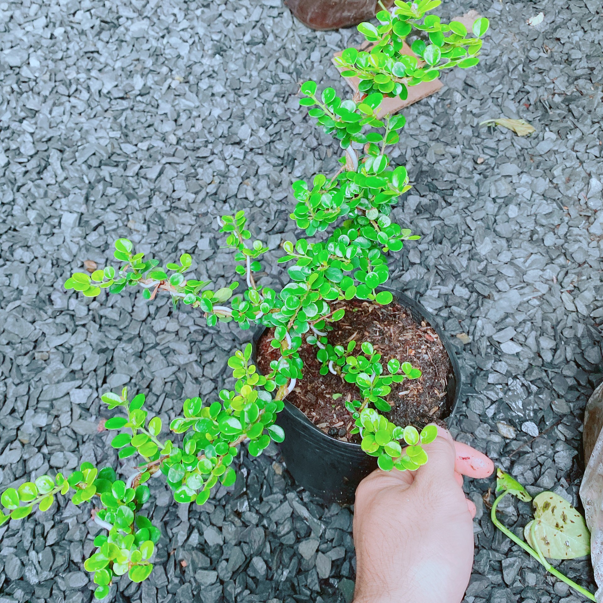 Cây Sam Núi Bonsai