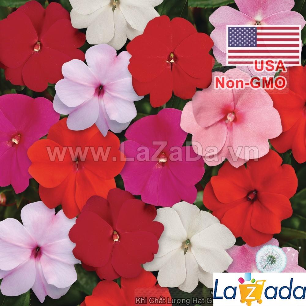 50h Hạt Giống Hoa Ngọc Thảo Mai Địa Thảo Mix Màu (TLB4| -KD: B22*V42*M239)