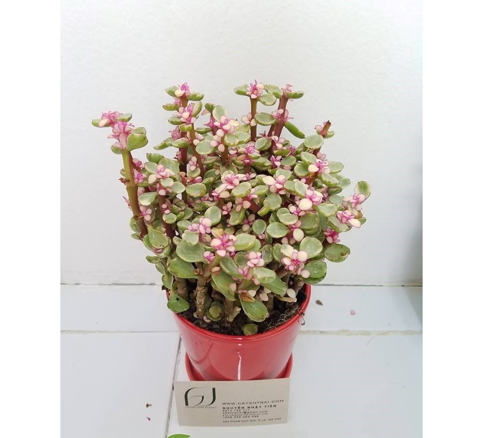 MA281 HẠT GIỐNG 10 HẠT SEN ĐÁ ANH ĐÀO