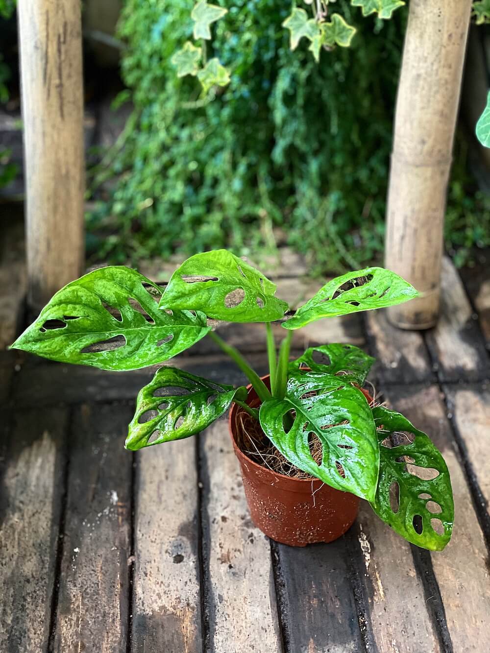 Cây Monstera adansonii Five Holes (Trầu Bà Lỗ, Quái Vật Lỗ) chậu nhựa