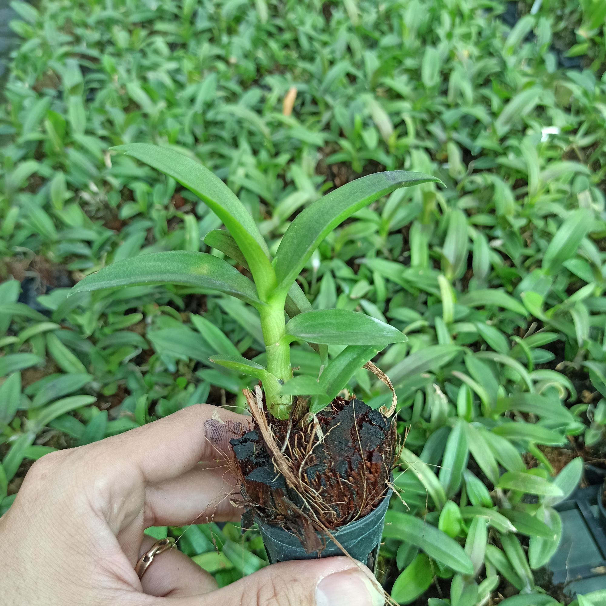 [HCM]Lan giống Dendro Yaya Mini Cực đẹp