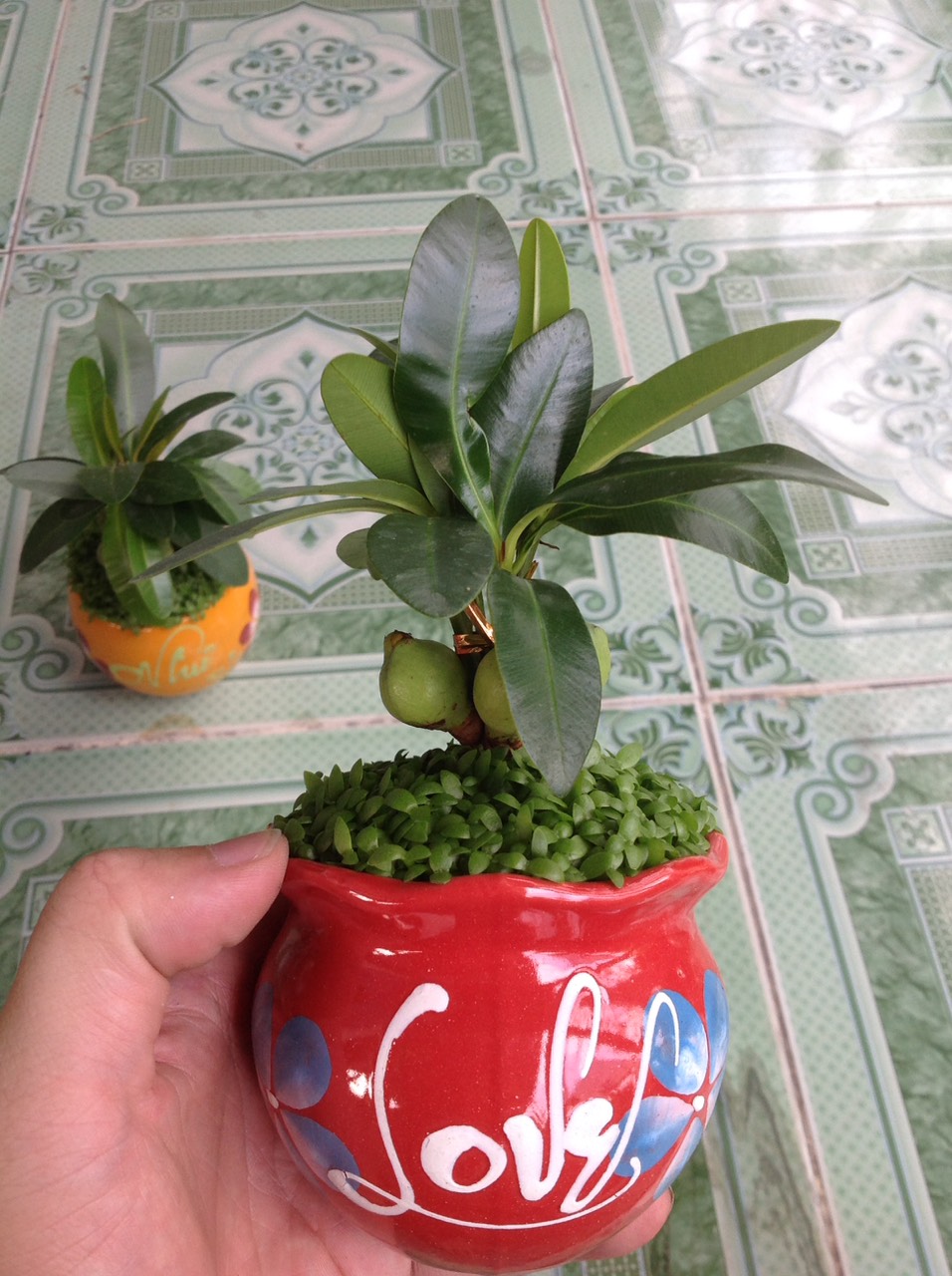 Cây May Mắn - Cây cảnh mini để bàn