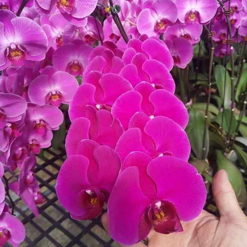 Lan hồ điệp đại sẵn 2 ngồng nụ