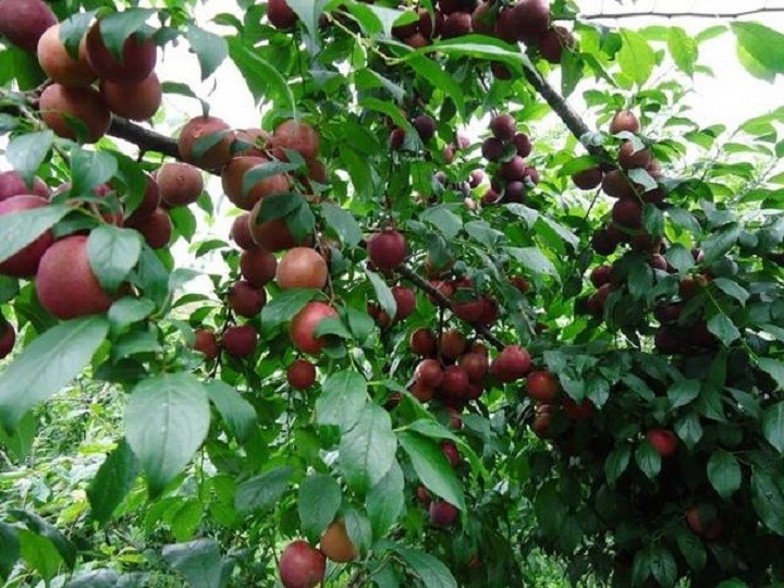 CÂY GIỐNG MẬN TÍM CHÍN SỚM BẮC HÀ SIÊU NGON SIÊU QUẢ- CAM KÊT GIỐNG CHUẨN F1