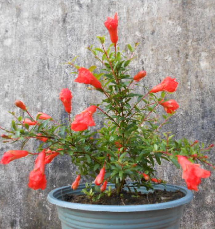Hạt Giống Lựu Cảnh Lùn ( lựu bonsai ) ( 10 hạt )