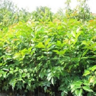 Cây lát hoa giống khỏe đẹp