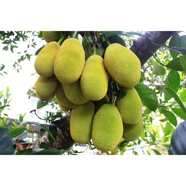 Cây Giống mít nghệ (cây giống bảo hành )