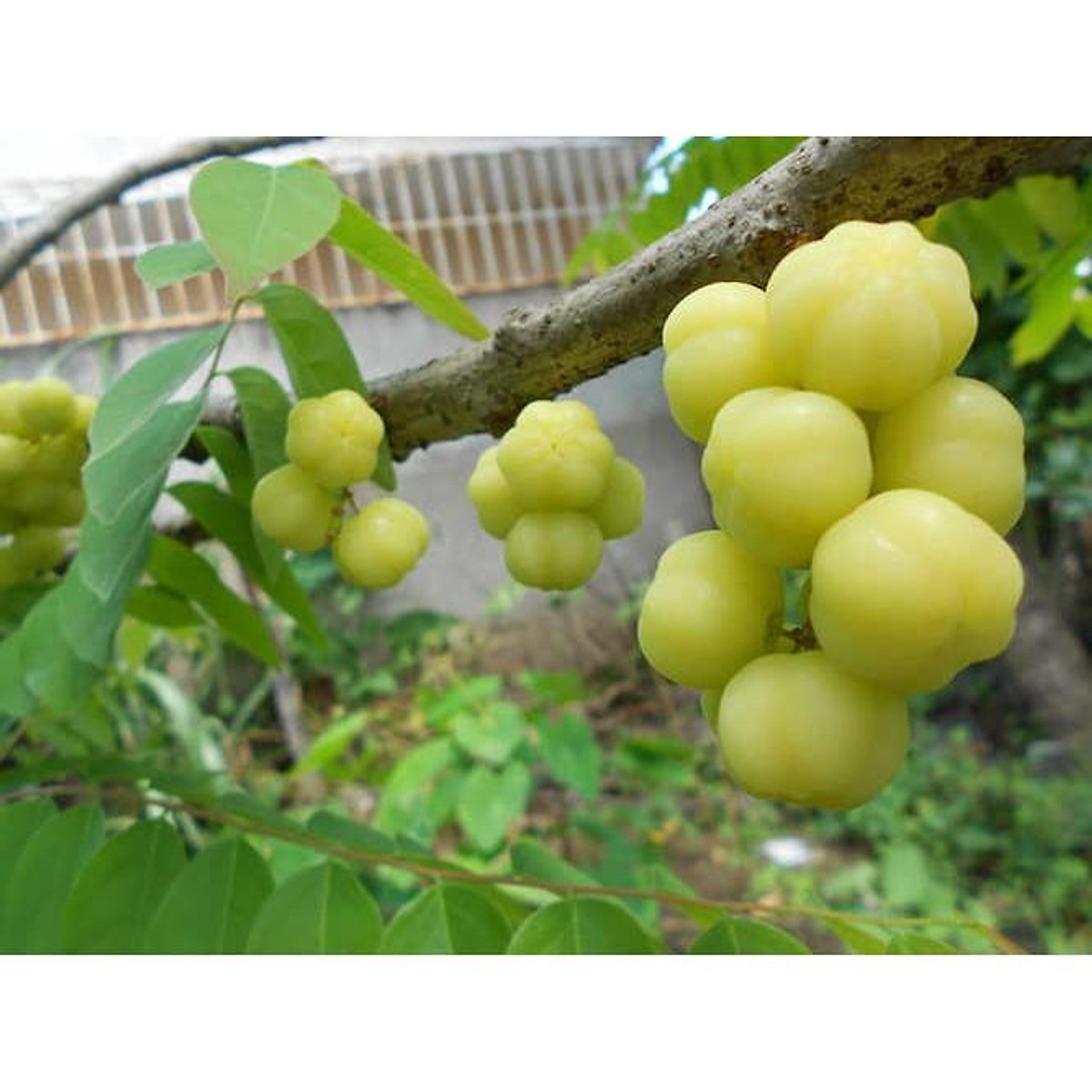 Cây giống chùm ruột thái ngọt bầu to, cây cao đẹp gần 1m .
