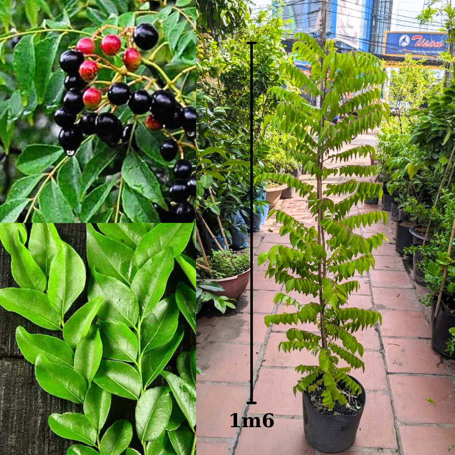 Cây cà ri nuôi chậu từ bé