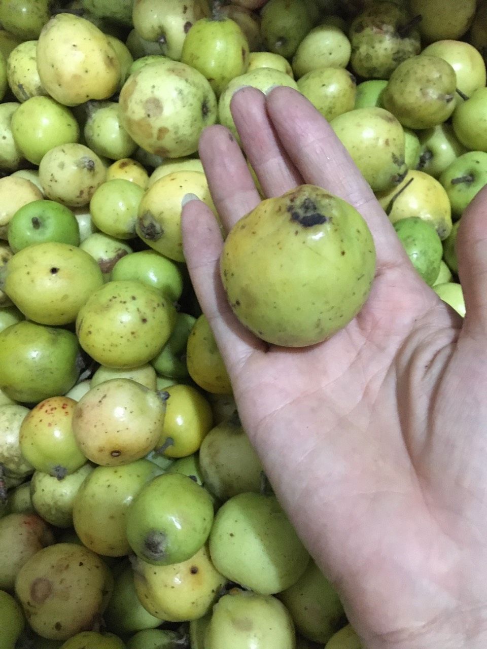 1kg táo mèo yên bái