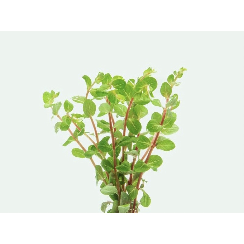Rotala corotala - cây vảy ốc siêu đỏ - cây thuỷ sinh cắt cắm