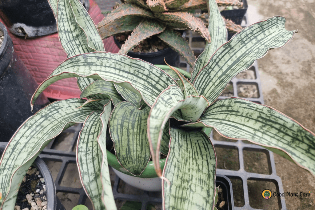 Cây lưỡi hổ Cleopatra - Sansevieria Cleopatra