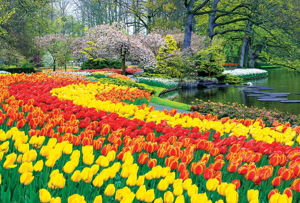 Hoa Tulip - Tranh xếp hình 925-049