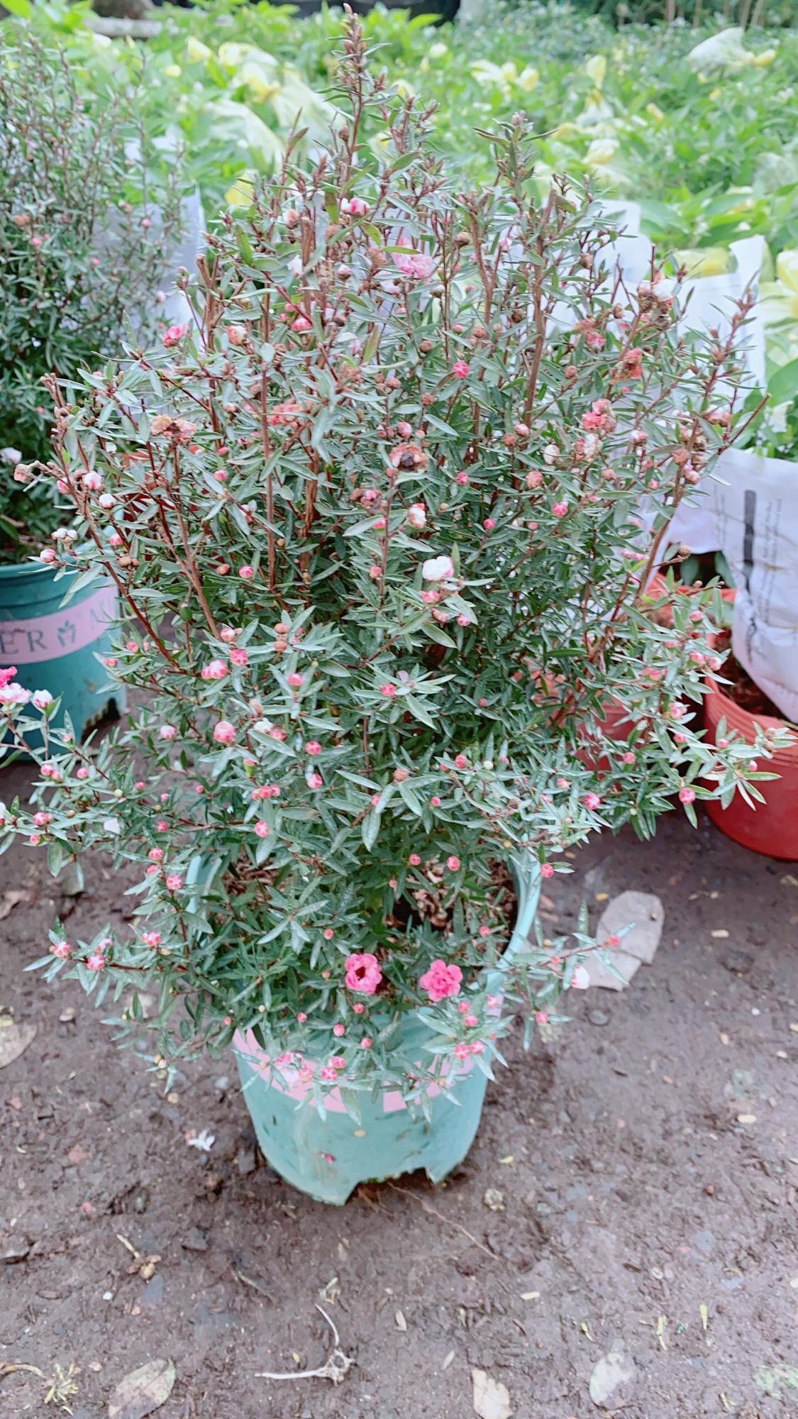 Cây Nhất Chi Mai