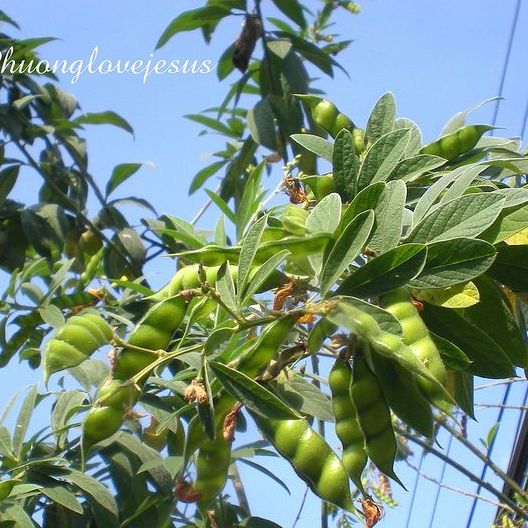 Hạt giống đậu săng - gói 20gram