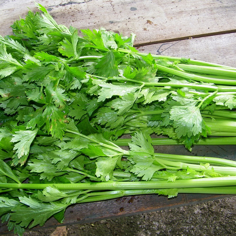 Hạt Giống Cần Tây Thera Rạng Đông Gói 5Gram