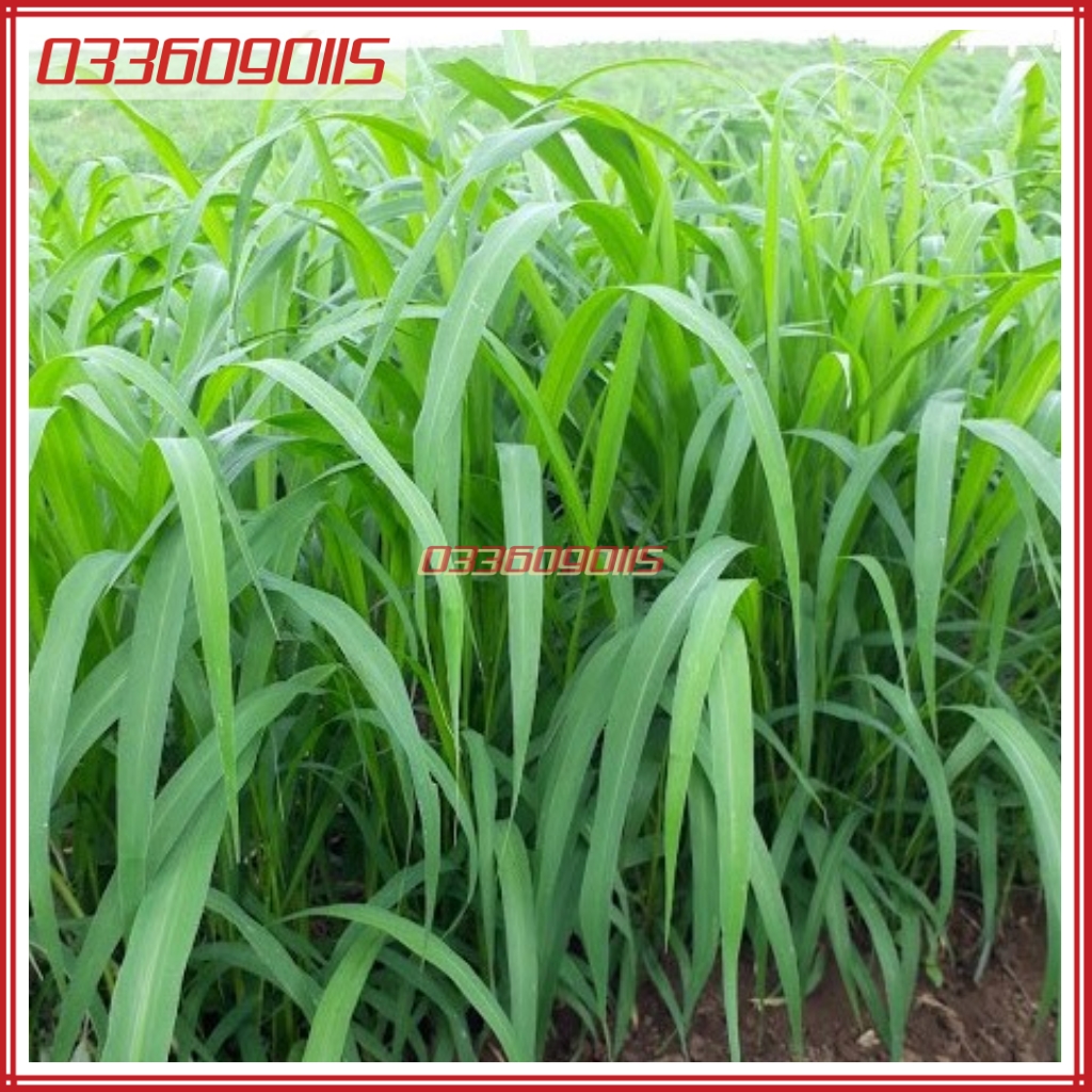 100g Hạt giống cỏ mobasa ghine cỏ sả lá lớn giàu dinh dưỡng, năng suất cao dùng cho chăn nuôi - hạt giống loại 1